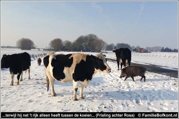 Familie Bofkont